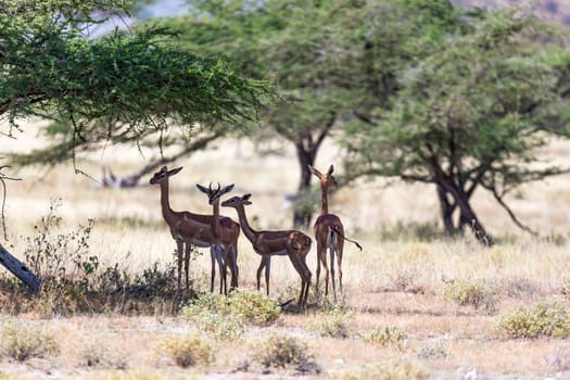 The gerenuk in the kenyan savanna looking for food