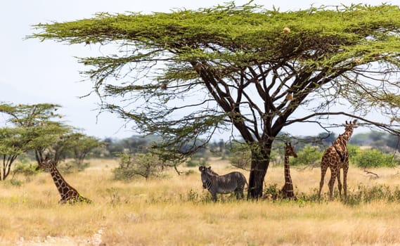 The Giraffes and a gravy zebra under the crown of a shady tree