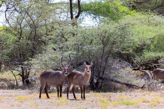 An antelope in the middle of the savannah of Kenya