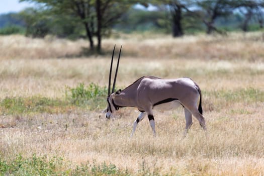 The Oryx family stands in the pasture surrounded by green grass and shrubs