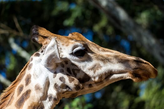 A close-up of one giraffe's head
