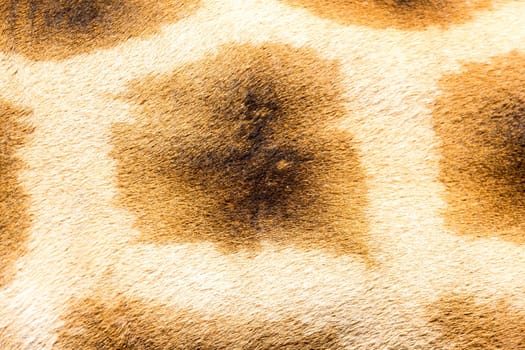 A fur of a giraffe in close-up