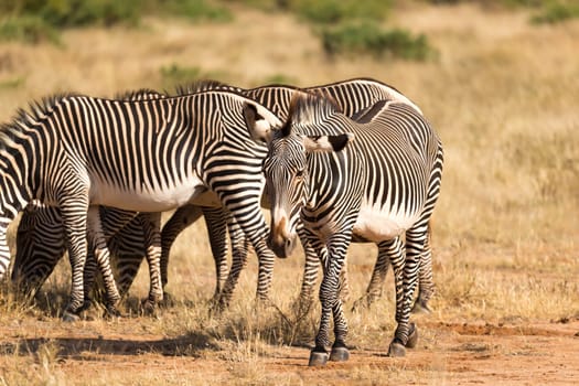 A large herd with zebras grazing in the savannah of Kenya