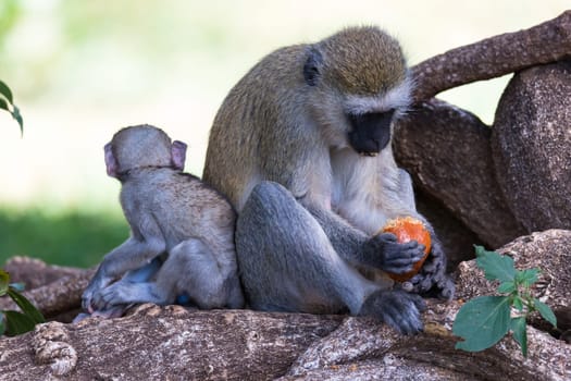 A monkey is doing a fruit meal in the grass