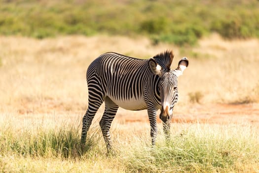 The Grevy Zebra is grazing in the countryside of Samburu in Kenya