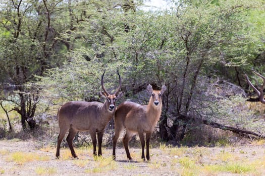 An antelope in the middle of the savannah of Kenya