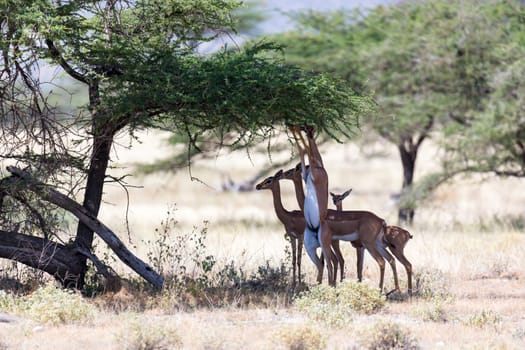 The gerenuk in the kenyan savanna looking for food