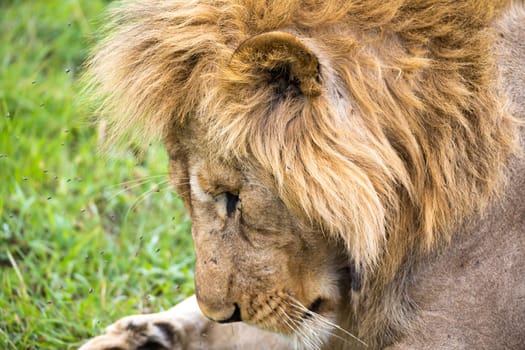 The close-up of the face of a lion in the savannah of Kenya