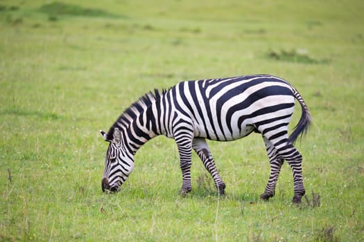 Some zebras run and graze in the savannah