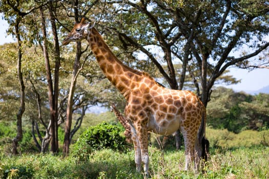 Some giraffes between the acacia trees in the savannah of Kenya