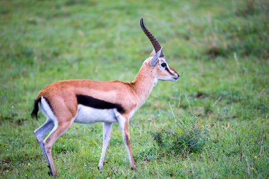 A Thomson's Gazelle in the grass landscape of the savannah in Kenya