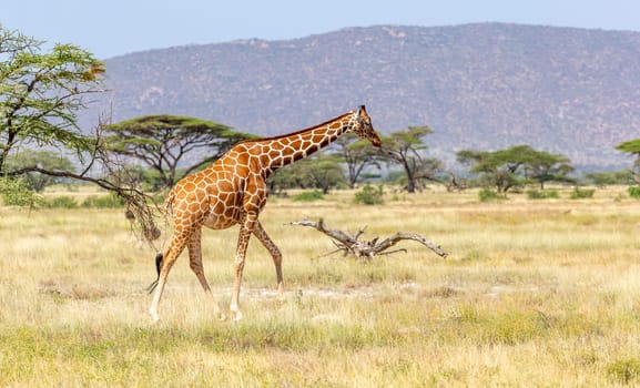 The Somalia giraffe goes over a green lush meadow
