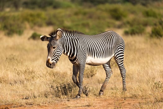 The Grevy Zebra is grazing in the countryside of Samburu in Kenya
