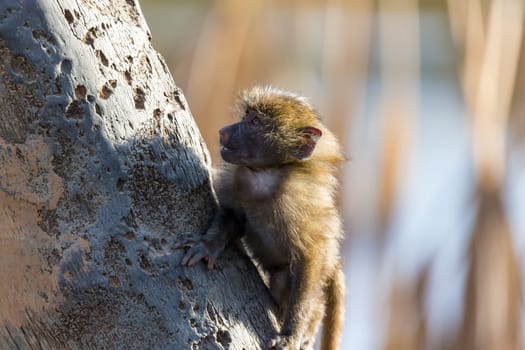 The little monkey is playing on a tree branch