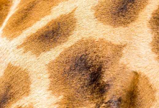 A fur of a giraffe in close-up