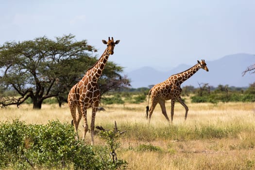 Giraffes in the savannah with many trees and bushes in the background