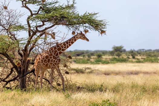 A Somalia giraffes eat the leaves of acacia trees
