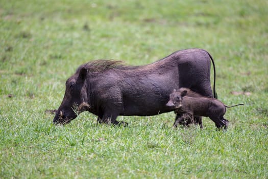 Some Warthogs are grazing in the savannah of Kenya