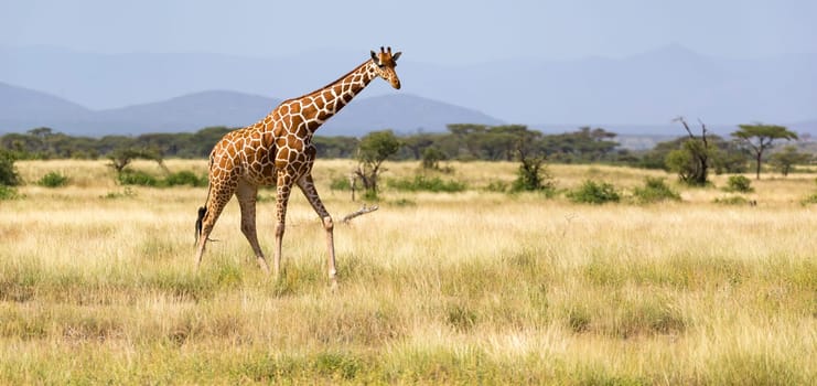 One giraffe walk through the savannah between the plants