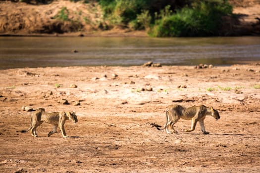 The lions walk along the banks of a river