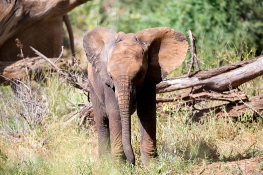 One elephant family goes through the bushes