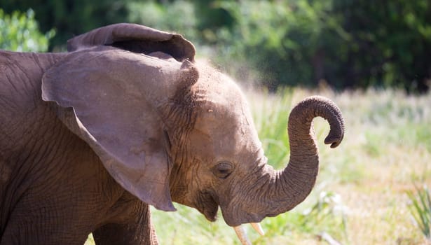 A close-up of an elephant, the face