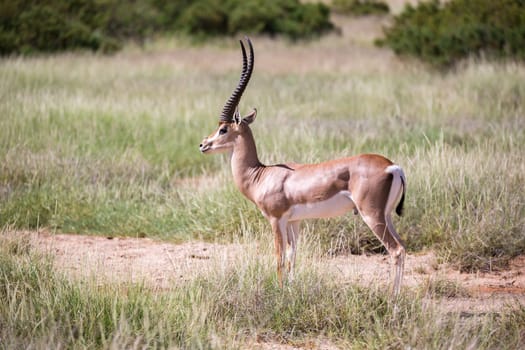 A native species of antelope in the meadow