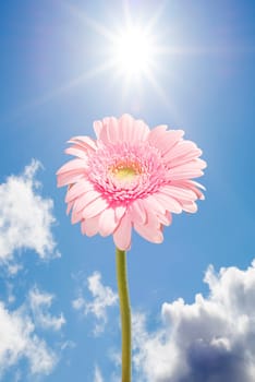 single pink gerbera flower upright against the sunny sky