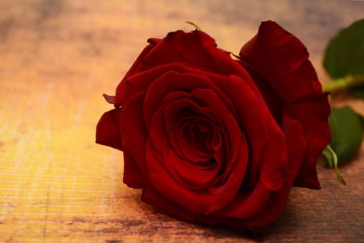 Red rose