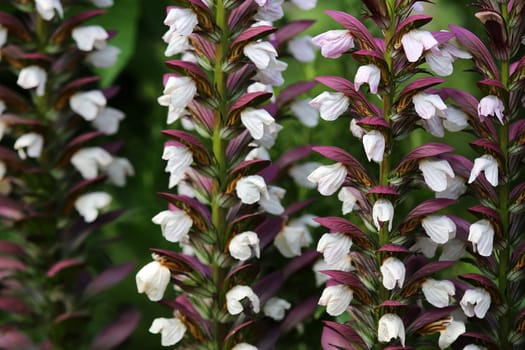 Inflorescences of Balkan hogweed Acanthus hungaricus