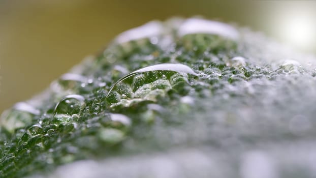 Water drops on the leaf of a sage after a rain