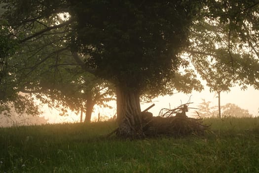 Tree and meadow in dawn with mist