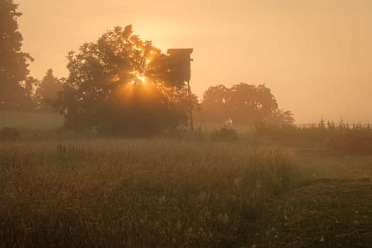 Morning sun with beams tree field meadow and high seat