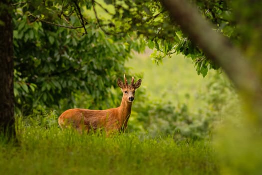 Roebuck on a green meadow with trees