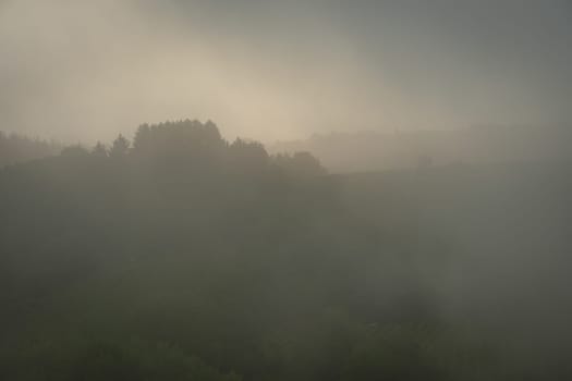 Forest trees in fog dawn