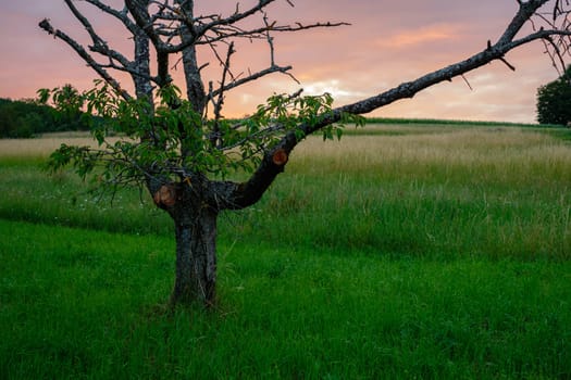 Old fruit tree with cloudy sky in dawn scenery
