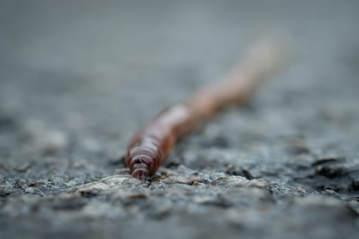 Earthworm macro closeup on a road
