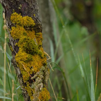 Yellow lichen and green moos at a vine closeup