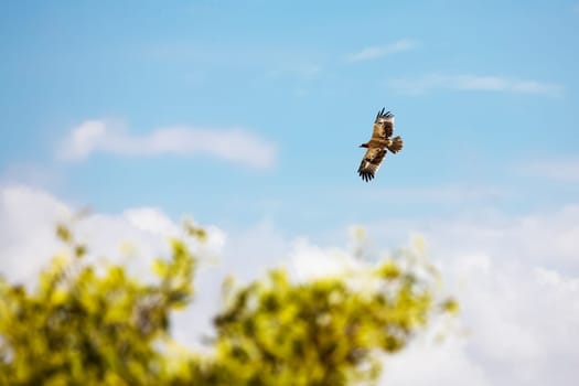 Big bird flying in the sky of Kenya