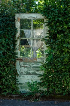 Old weathered green wooden door framed with ivy