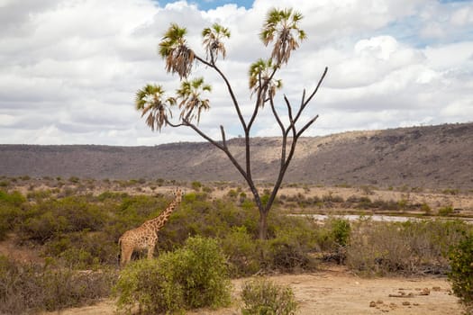 Giraffe is eating, Kenya on safari