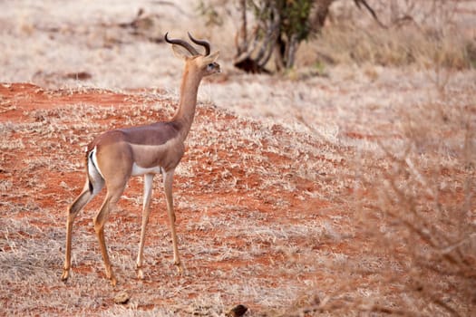 Antelope standing and watching, scenery of Kenya.