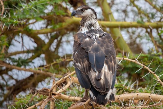 Big bird is sitting on the tree, on safari in Kenya