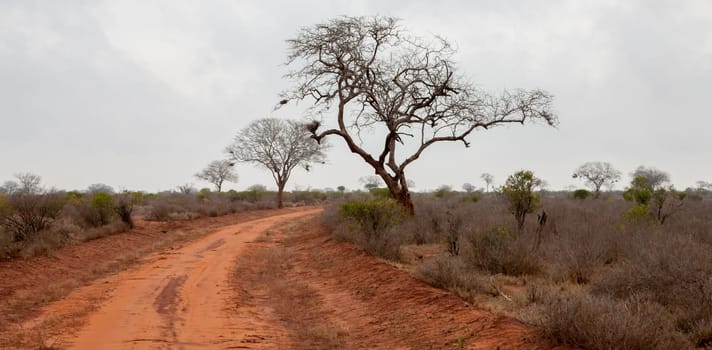 Scenery of the savannah in Kenya, on safari