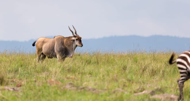 A Elend antilope in the Kenyan savanna between the different plants