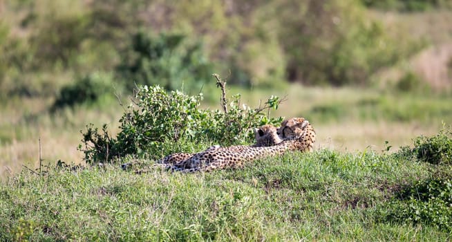 The cheetah mother with two children in the Kenyan savannah