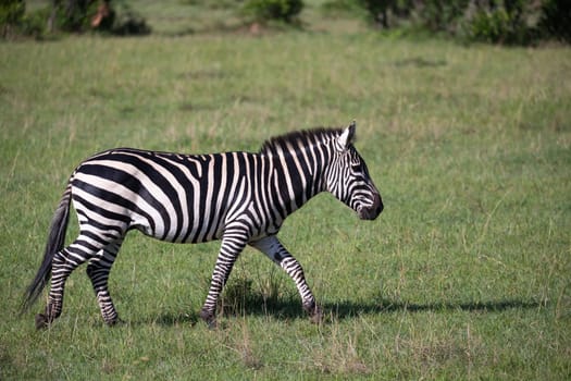 Some Zebras in the middle of the savannah of Kenya