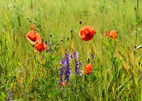 Winter vetch and blood flower on the field edge