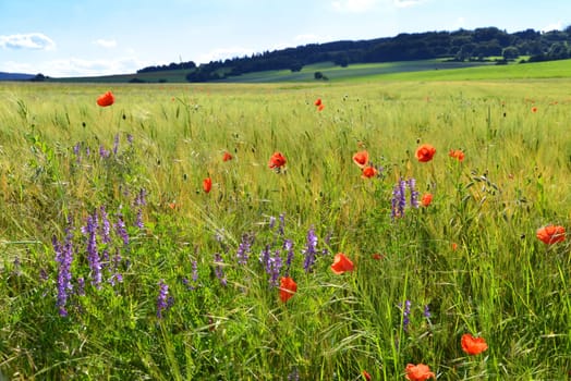 Winter vetch and blood flower on the field edge