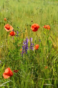 Winter vetch and blood flower on the field edge
